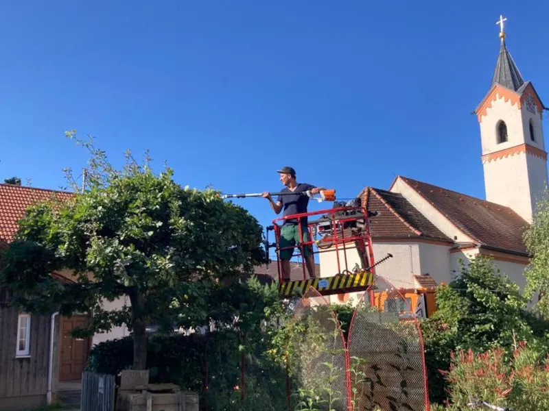 Schnitt. Pflege. Gestaltung. Alles aus einer Hand. - baumschnitt baumpflege 01 Baumschnitt und Baumpflege für einen gesunden Baum.