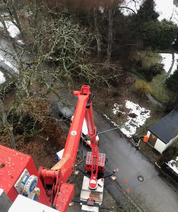 Baumschnitt & Baumpflege für einen gesunden Baum - baumschnitt baumpflege 03 Baumschnitt und Baumpflege für einen gesunden Baum.