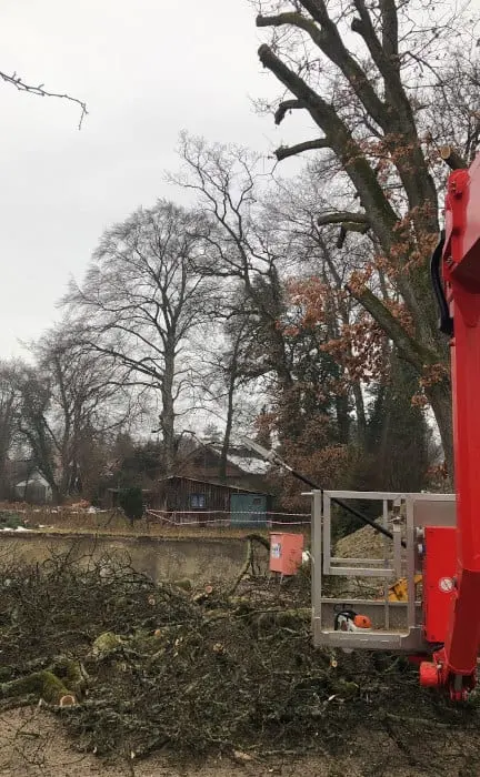 Baumschnitt & Baumpflege für einen gesunden Baum - baumschnitt baumpflege 04 Baumschnitt und Baumpflege für einen gesunden Baum.