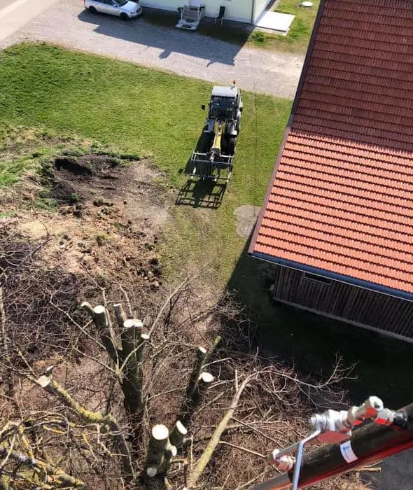 Baumschnitt & Baumpflege für einen gesunden Baum - baumschnitt baumpflege 07 Baumschnitt und Baumpflege für einen gesunden Baum.