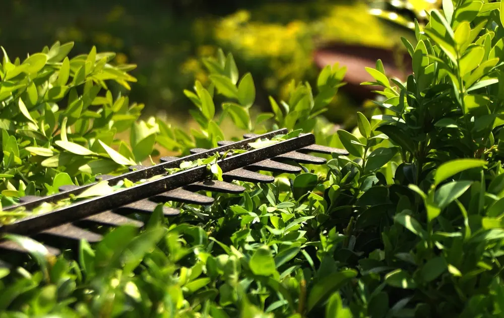 Schnitt. Pflege. Gestaltung. Alles aus einer Hand. - der fachgerechte heckenschnitt Der fachgerechte Heckenschnitt bringt die Hecke in Form