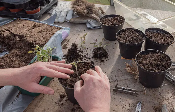 Nutzen Sie unseren Pflanzservice und lassen Sie Ihr Grün erstrahlen.