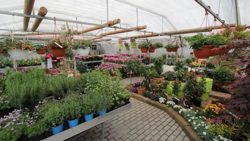 Gärtnerei im Wandel der Zeit - gaertnerei schorer 04 Die Gärtnerei Schorer im Wandel der Zeit