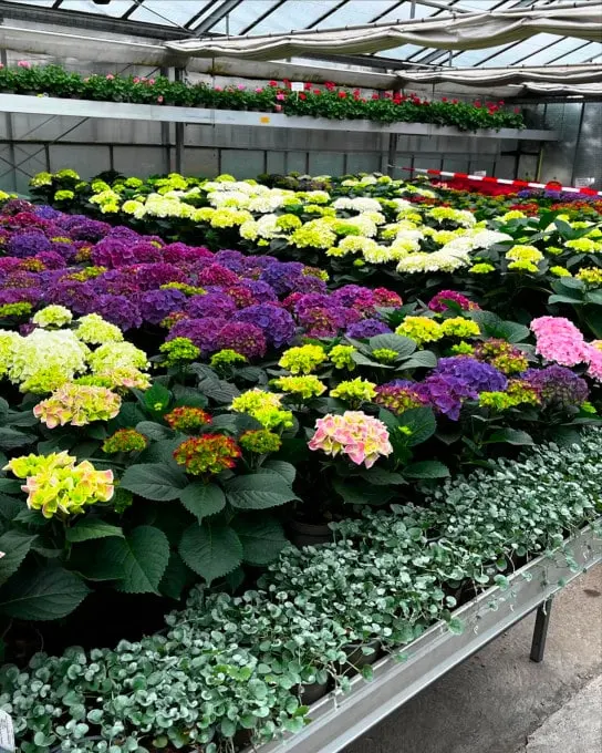 Gärtnerei im Wandel der Zeit - produktion 02 Pflanzen in Premiumqualität aus eigener Produktion