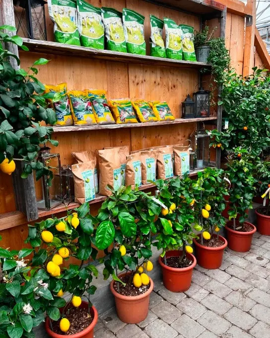 Gärtnerei im Wandel der Zeit - produktion 03 Pflanzen in Premiumqualität aus eigener Produktion